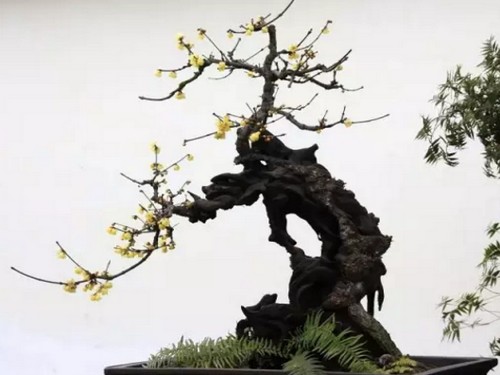 Modeling method of Chimonanthus bonsai