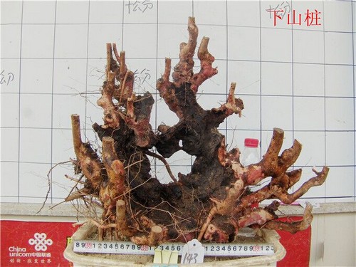 Cultivation of bonsai tree stump of Photinia chinensis