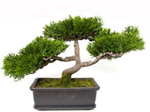 Scientific fertilization method of tree stump bonsai