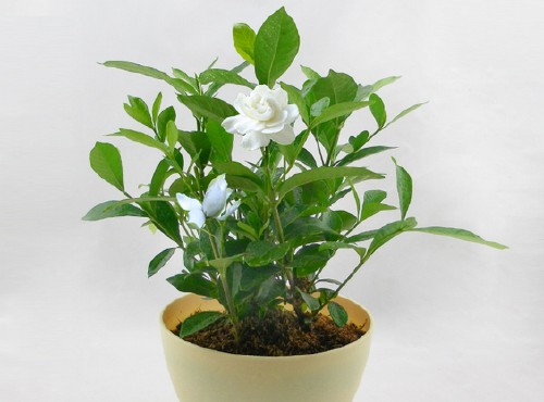 Propagation method of Gardenia bonsai