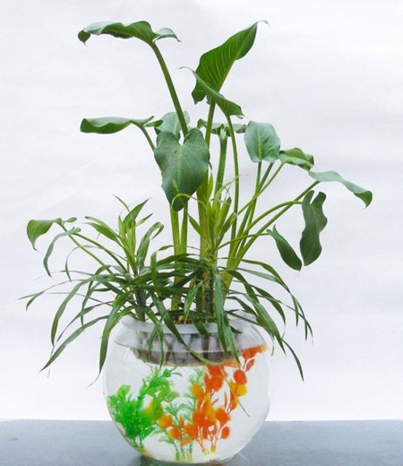 Hydroponic culture method of calla lotus