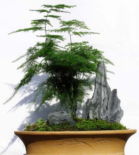 Pruning modeling method of asparagus bonsai