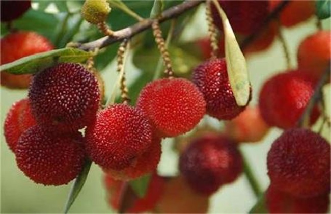 Fertilization time and method of Waxberry