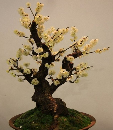 Pruning technique of preserved plum bonsai