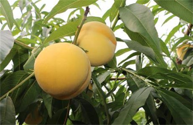 Management Techniques of Yellow Peach Orchard