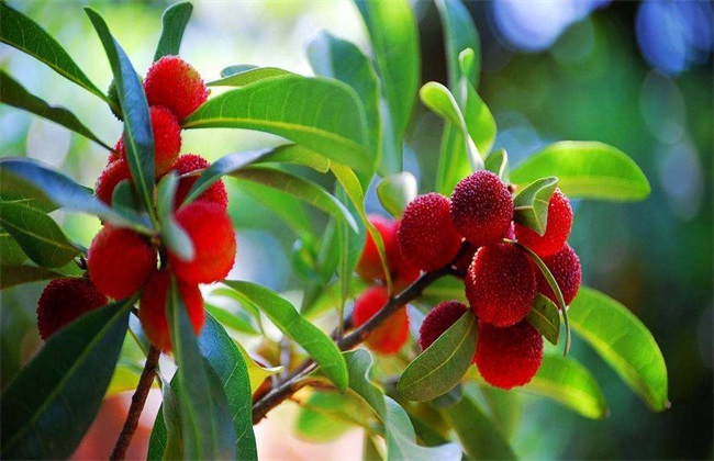 How to improve the fruit setting rate of red bayberry