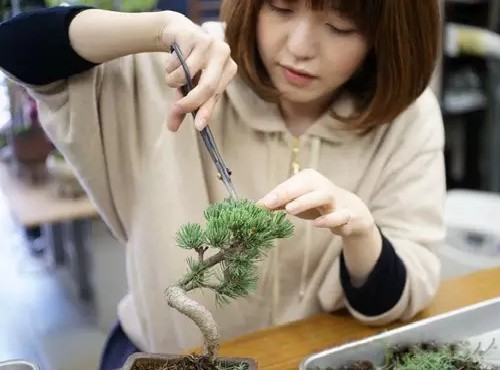 Pruning method of bonsai in sketches