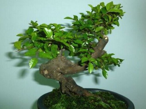 Modeling Technology of Finch Plum Bonsai