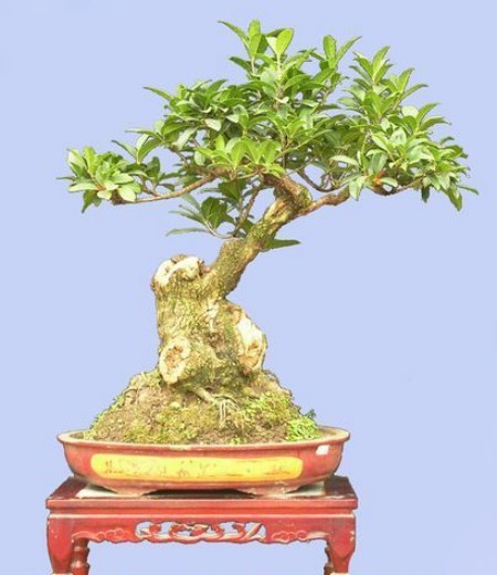 Modeling Technology of Osmanthus Osmanthus Bonsai