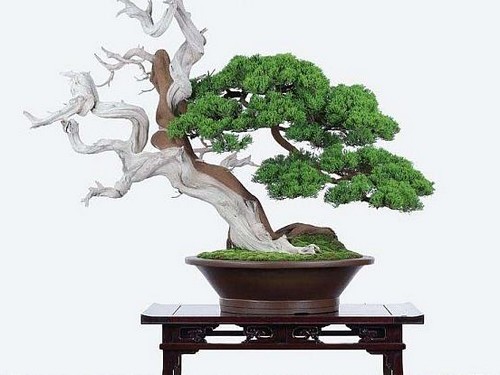 Modeling method of Chinese pine potted landscape