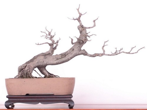 The modeling of the branches of white wax bonsai