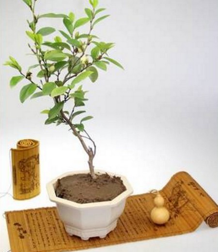 Pruning method of Michelia bonsai