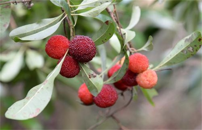 How to prevent bayberry from falling fruit