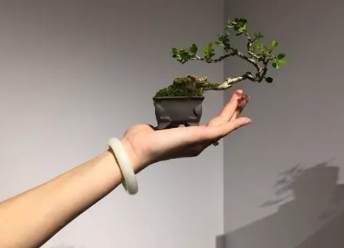 Does bonsai need to be forward-looking in style and shape?