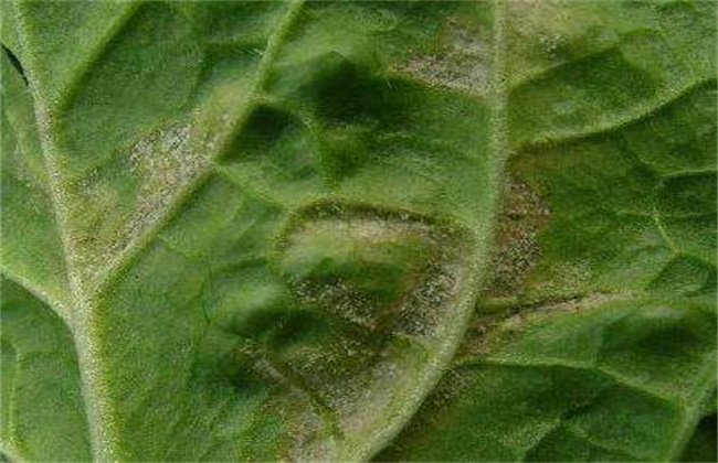 Control measures of soybean downy mildew