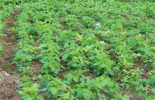 Problems needing attention in soybean continuous cropping