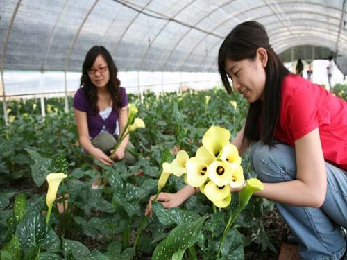 Propagation technique of potted calla