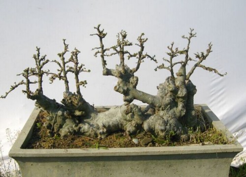 Modeling method of Elm Bonsai