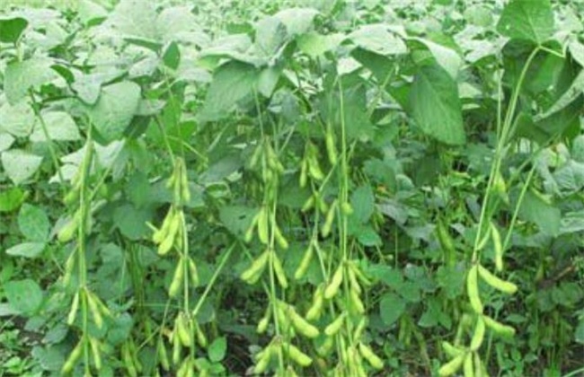 Key points of soybean seed filling stage management