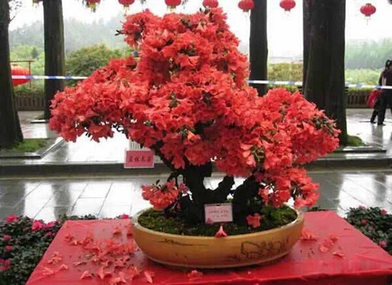 Pruning modeling technology of rhododendron bonsai