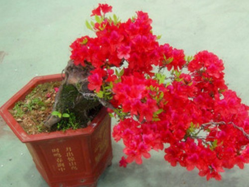 How to fertilize Yingshanhong bonsai