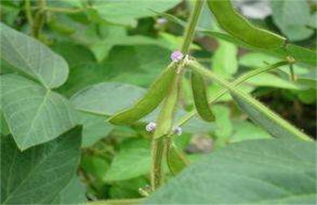 Key points of soybean florescence management