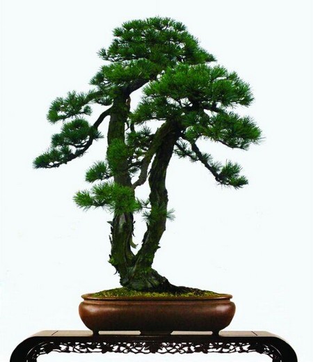 Modeling skills of high trunk and hanging branches of pine bonsai