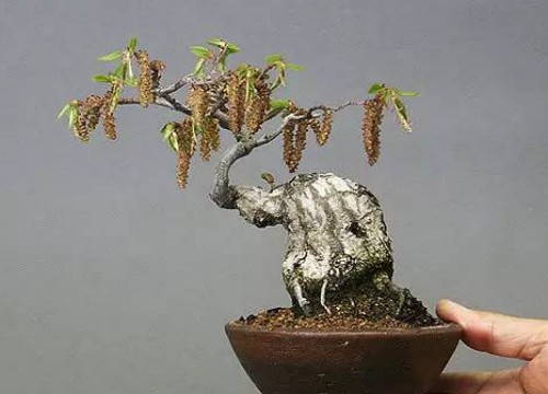 How to reshape the leaves of bonsai