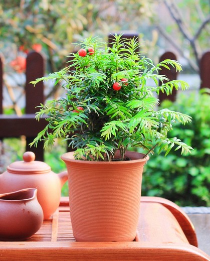 The watering method of yew bonsai: if it is not dry, it will be watered thoroughly.