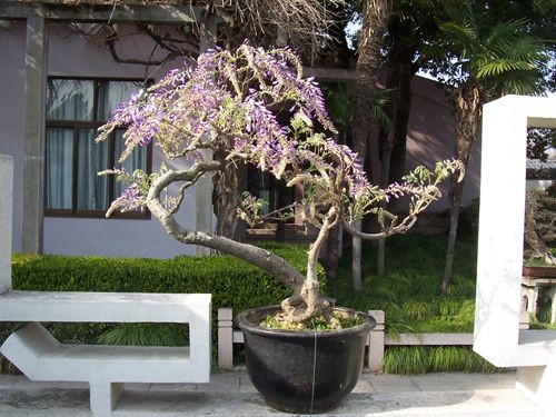 Pruning technique of wisteria bonsai