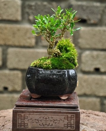 What is the basis for modeling bonsai