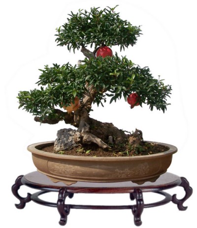 The shape of pomegranate bonsai