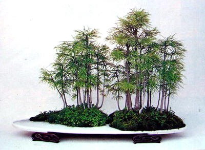 The modeling of co-planting bonsai