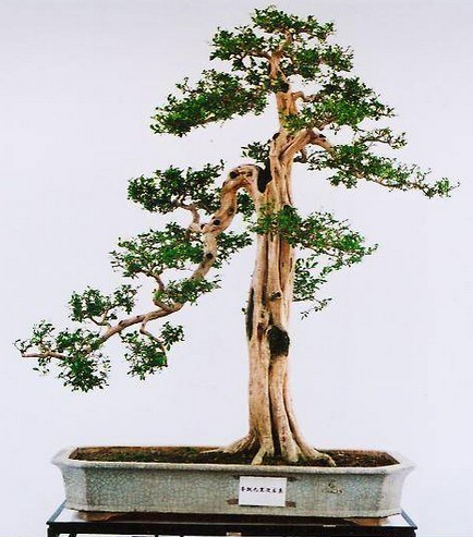 Direct dry bonsai modeling