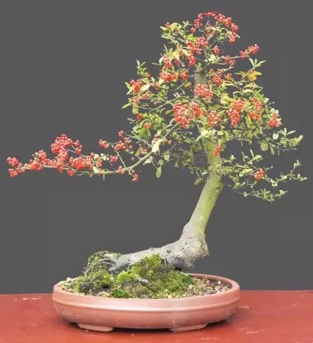 Fertilization method of Firethorn bonsai