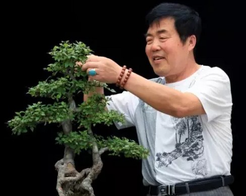 Techniques and methods of bonsai pruning