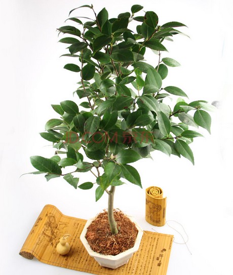 Misunderstandings to be avoided in fertilizing Camellia Bonsai