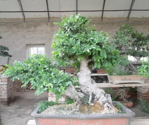 Cultivation method of bonsai of Lycium chinense