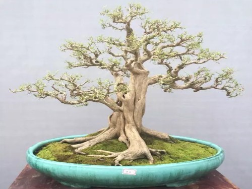 Jiuli fragrant bonsai fengshui