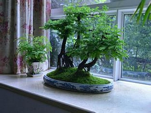 How to put metasequoia bonsai so as not to affect home fengshui