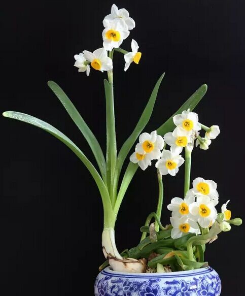 Modeling and carving techniques of daffodils bonsai