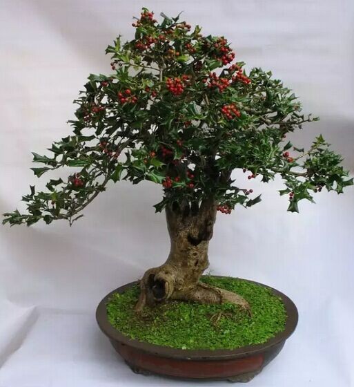 Pruning and pose technique of medlar bonsai