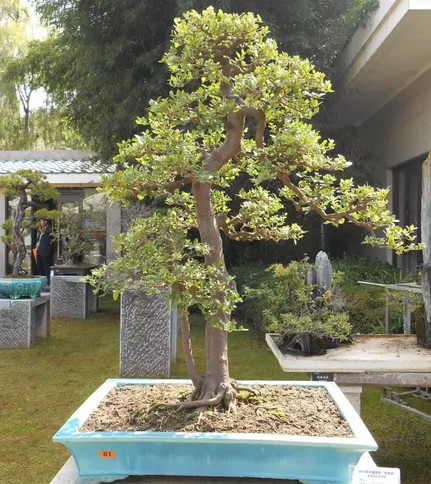 Key points of direct-drying bonsai modeling technology