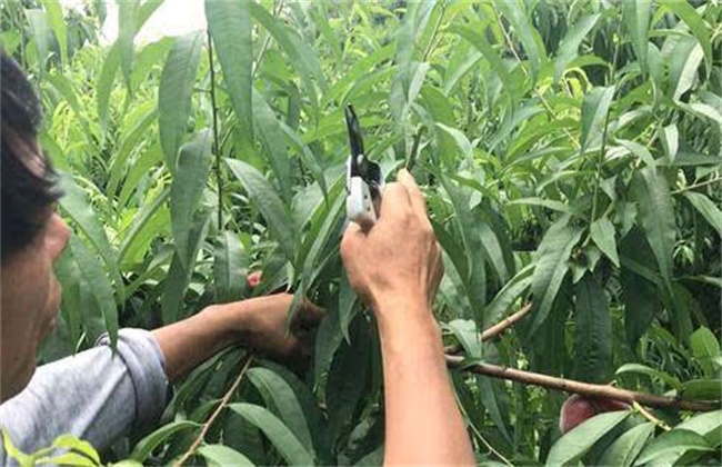 Pruning techniques of peach trees in summer