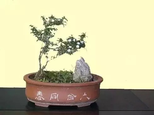 June snow bonsai modeling skills