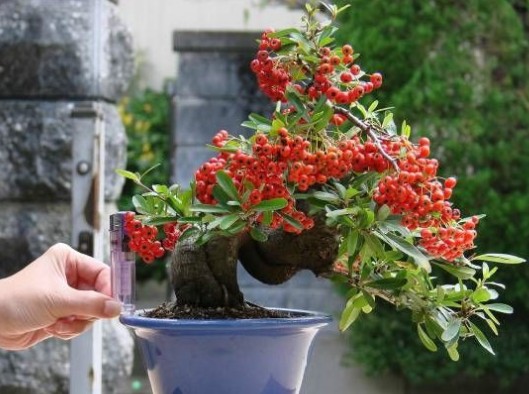 Firethorn potted landscape watering techniques