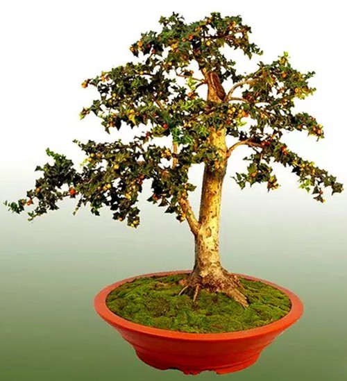 Cultivation technique of bonsai with Chinese wolfberry