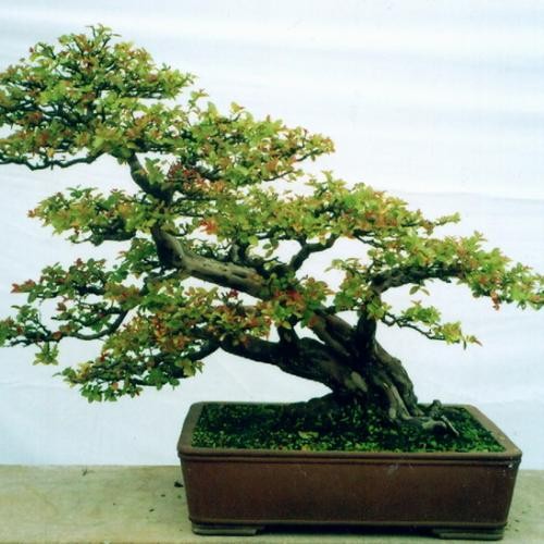 Horizontal dry bonsai modeling