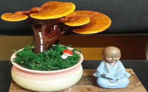 How about Ganoderma lucidum bonsai at home?-the significance of Ganoderma lucidum at home