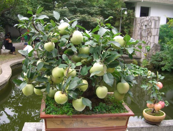 Pruning methods of bonsai of fruit trees in winter